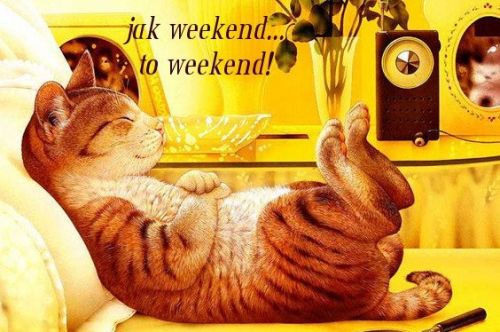 Kotek leży jak weekend to weekend